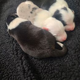 Border Collie Puppies from Harmonie 21 Border Collies