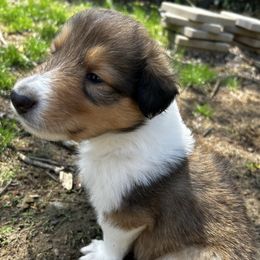 Brodie - Collie
