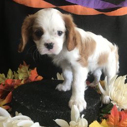 Cavalier King Charles Spaniel Puppies from Christina’s Cavaliers