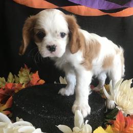 Cavalier King Charles Spaniel Puppies from Christina’s Cavaliers