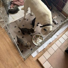 Cairn Terriers from Central Oregon Cairn Terriers