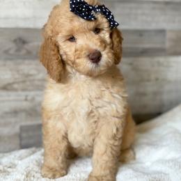 Blondie - Cream female Goldendoodle puppy in Redmond, Oregon from Bourbon and Lace Doodles