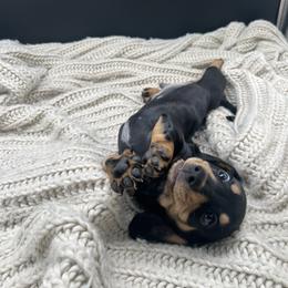 Dachshund Puppies from Golden Creek Farm