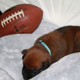 Belgian Malinois Puppies from Pyrex Kennels
