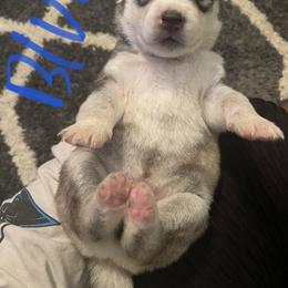 Siberian Husky Puppies from Alexandra's Siberian Huskies