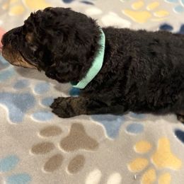 Goldendoodle and Poodle Puppies from Southern Stroll Poodles & Doodles