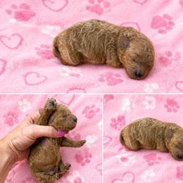 Pink female - Red female Maltipoo puppy in Ludlow, Missouri from Countryside Doodles and Mohr
