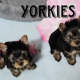 Morkie, Shih Tzu, and Yorkshire Terrier Puppies from Tiny Puppies World
