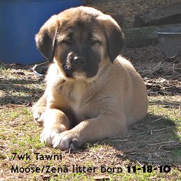 Anatolian Shepherd Dog Puppies from Alaturkay Anatolians since 1987