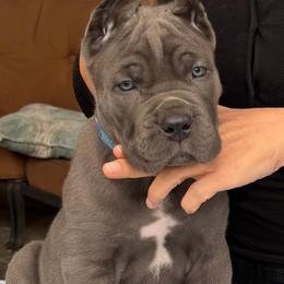 Betan D Court  TBD - Gray male Cane Corso puppy in Cypress, Texas from Betan Cane Corso D’ Court