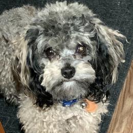 Snickers - Poodle