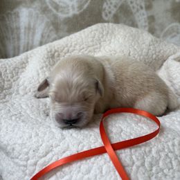 Orange boy - Golden male Golden Retriever puppy in East Hartford, Connecticut from Cherry Hollow Goldens