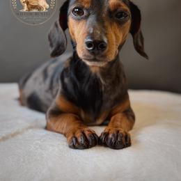 Millie - Dapple female Dachshund puppy in Lumber City, Georgia from Willow Run LLC