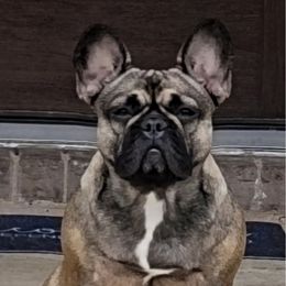 Kola - French Bulldog