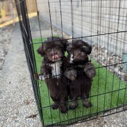 Havanese Puppies from Havanese on the Hill