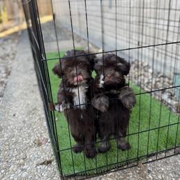 Havanese Puppies from Havanese on the Hill