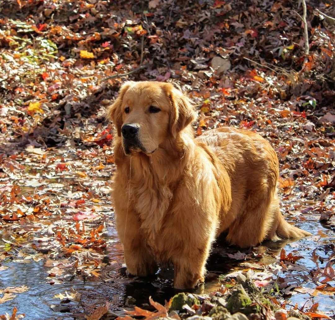 Great Golden Breeding in Kentucky Golden Retriever puppies Good Dog