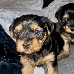Yorkshire Terriers from Yorkies for Life