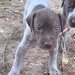 Boy 8 - Liver roan male German Shorthaired Pointer puppy in Henderson, Texas from C4 Gun Dogs