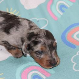 Moxie - Dapple female Dachshund puppy in Staley, North Carolina from Langley Farms Dachshunds