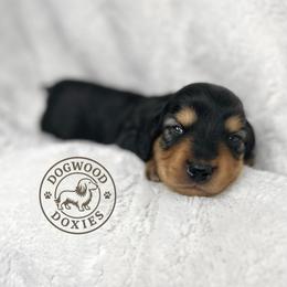 Pancake - Black and tan male Dachshund puppy in Monroe, North Carolina from Dogwood Doxies