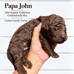Papa John Chocolate English - Chocolate male Goldendoodle puppy in Grove, Oklahoma from Guinn Family Farms