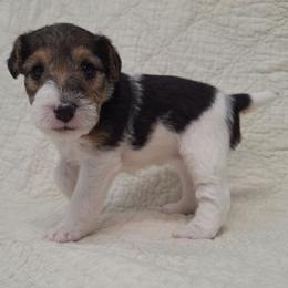 Claire - White black and tan female Wire Fox Terrier puppy in Lancaster, Missouri from Missouri Meadows Farm