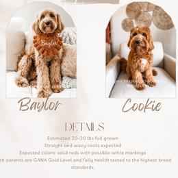Goldendoodle puppies from Wild Acres Goldendoodles