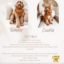 Goldendoodle puppies from Wild Acres Goldendoodles