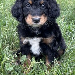 Lewis - Tri-color male Bernedoodle puppy in Caldwell, Idaho from Treasure Valley Poodles