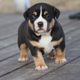 Girl 4 - Black tri-color female American Bully puppy in Dixon, Kentucky from Haymaker Bully Camp