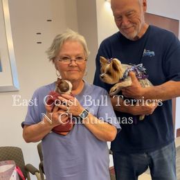 Tootie - Chocolate and white female Chihuahua puppy in Waxhaw, North Carolina from East Coast Bull Terriers N Chihuahuas