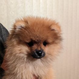 Prince - Pomeranian