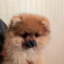 Prince - Pomeranian
