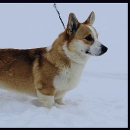 Wheeler - Pembroke Welsh Corgi