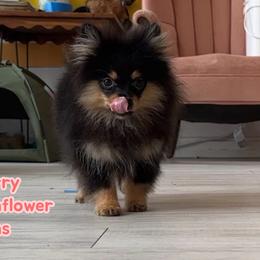 Merry - Black and tan male Pomeranian puppy in Macon, Georgia from Pomflower Pomeranians