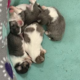 Chihuahua puppies from Exotic City Pomeranians and chihuahuas