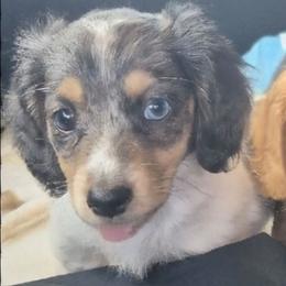 Angel - Dachshund
