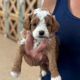 Goldfish - Red  female Goldendoodle puppy in Wharton, Texas from Little Fur Friends