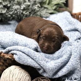 Labrador Retriever Puppies from AGL Retrievers