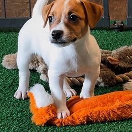 Girl 2 - Brown and white female Jack Russell Terrier puppy in Cleburne, Texas from Jordan's Shorty Jacks