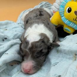 Blake - Merle male Sheepadoodle puppy in Willacoochee, Georgia from Kitandkboodle's Doodles