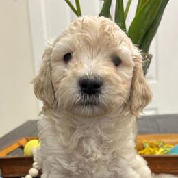 Hank - Cream male Cavapoo puppy in Martin, Tennessee from Min’s Cava-Cuties