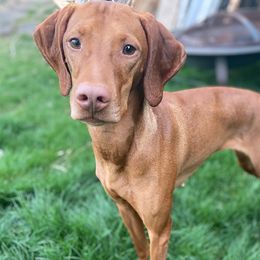 Vizslas from Peaks Vizslas