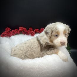 Pearl - Red merle female Miniature Australian Shepherd puppy in Liberty, South Carolina from Alexander Canines