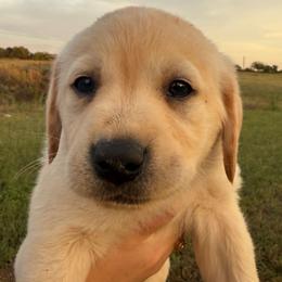 Purple Collar Female - Yellow female Labrador Retriever puppy in Salado, Texas from Wild Games Labradors