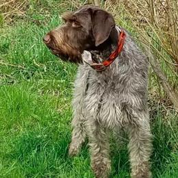 German Wirehaired Pointers from RnRwires
