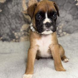 Duchess Rose - Fawn female Boxer puppy in Russellville, Missouri from Soaring Royalty Canines LLC