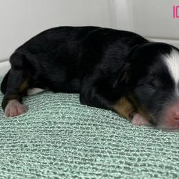 Icelyn - Tri-color female Bernedoodle puppy in Henry, Illinois from Rowe Farms Doodles