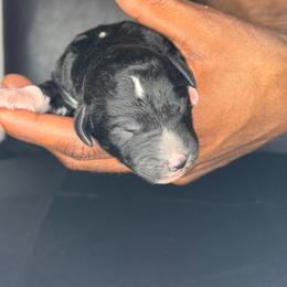 Tiana - Parti female Poodle puppy in Fort Lauderdale, Florida from SoFlo Standard Poodles